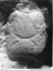 Historisches Foto von Munitheites kuepperi (Fraaije et al., 2019) (NHMW-AFW-GEO-BACHMAYER-FOTO-1990-0041-0496)